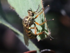Callinicus pictitarsis