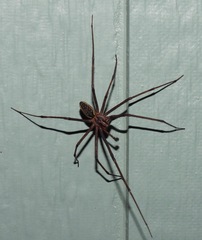 Corasoides australis