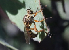 Callinicus pictitarsis