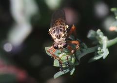 Callinicus pictitarsis