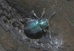 Colaspidea smaragdula