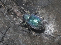 Colaspidea smaragdula
