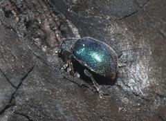 Colaspidea smaragdula