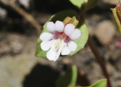 Erythranthe inconspicua