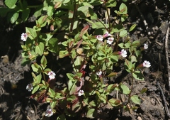 Erythranthe inconspicua