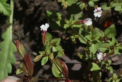 Erythranthe inconspicua