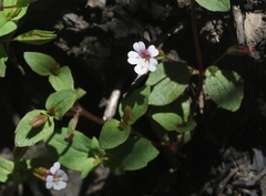 Erythranthe inconspicua