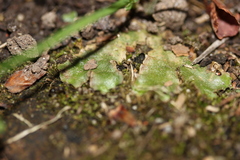 Lunularia