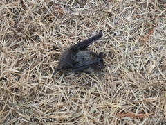 Hypsugo alaschanicus