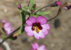 Erythranthe diffusa