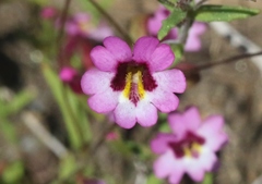 Erythranthe diffusa