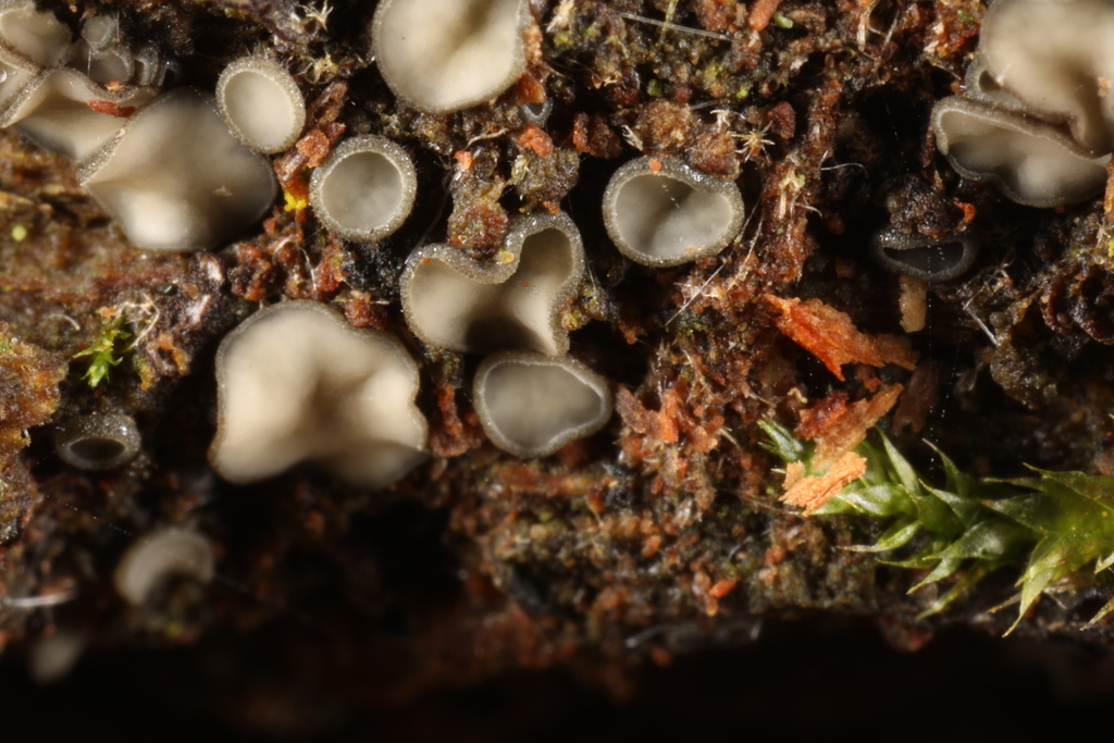 Mollisia fusca