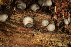 Mollisia fusca