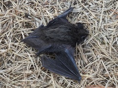 Hypsugo alaschanicus