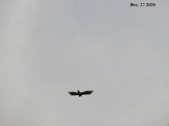 Hypsugo alaschanicus