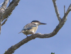 Todiramphus sanctus macmillani