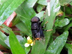 Phytomia