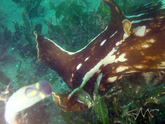 Aplysia extraordinaria