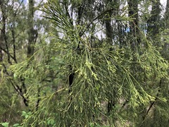 Exocarpos cupressiformis