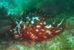 Aplysia extraordinaria