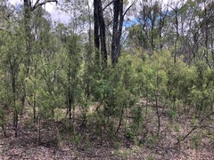 Exocarpos cupressiformis