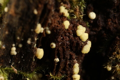 Trichoderma sinuosum