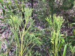 Exocarpos cupressiformis