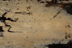 Hyphodontia arguta