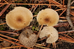Clitocybe brunneoceracea