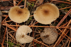Clitocybe brunneoceracea