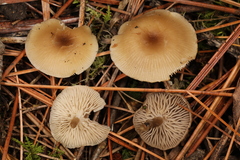 Clitocybe brunneoceracea