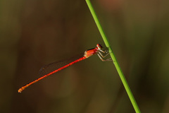 Agriocnemis dobsoni
