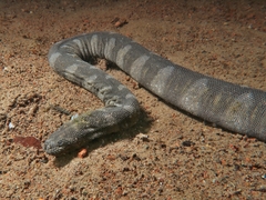 Acrochordus granulatus