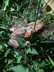Rhinella marina