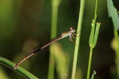 Ceriagrion aeruginosum