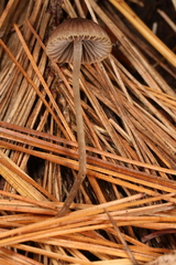 Psathyrella orbitarum