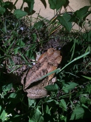 Rhinella marina