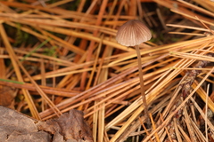 Psathyrella orbitarum