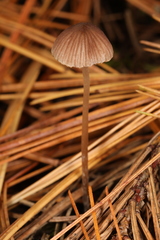 Psathyrella orbitarum