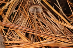 Psathyrella orbitarum
