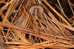 Psathyrella orbitarum