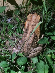 Rhinella marina