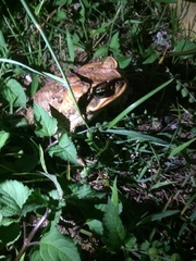 Rhinella marina