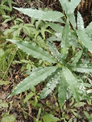 Helicia cochinchinensis