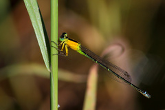 Ischnura pruinescens