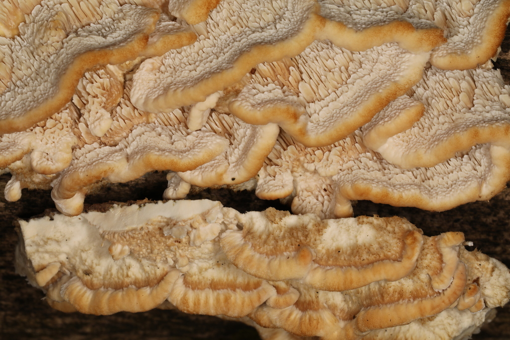 Deer-colored Trametes from Lagro Twp., Wabash Co., Indiana, USA on ...