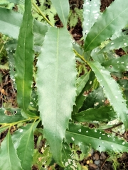 Helicia cochinchinensis