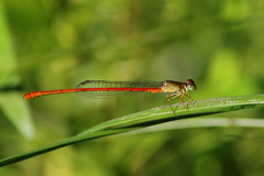 Ceriagrion aeruginosum