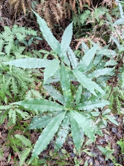 Helicia cochinchinensis
