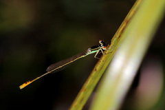 Agriocnemis dobsoni
